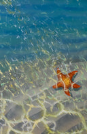 SEA STAR BY THE SHORE PAINTING. by NYET Jewelry