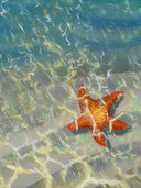 SEA STAR BY THE SHORE PAINTING. by NYET Jewelry
