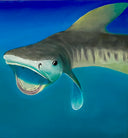 juvenile tiger shark oil painting by Delphine Pontvieux