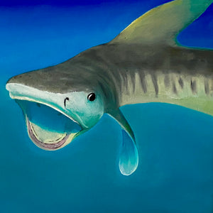 juvenile tiger shark oil painting by Delphine Pontvieux